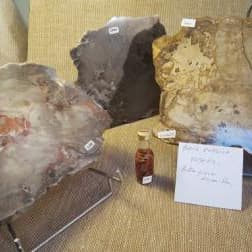 bois-fossiles-vosges-val-ajol-01